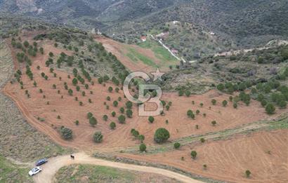 SEFERİHİSAR ULAMIŞTA 409 DÖNÜM FISTIK ÇAMI ARAZİSİ TAHSİS DEVRİ