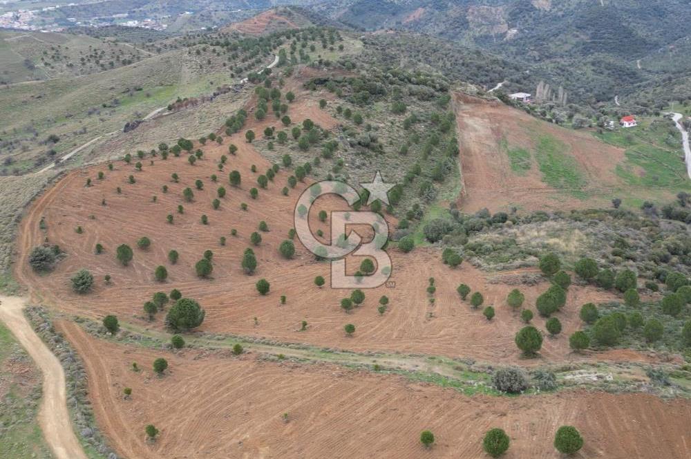 SEFERİHİSAR ULAMIŞTA 409 DÖNÜM FISTIK ÇAMI ARAZİSİ TAHSİS DEVRİ