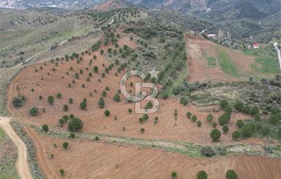 SEFERİHİSAR ULAMIŞTA 409 DÖNÜM FISTIK ÇAMI ARAZİSİ TAHSİS DEVRİ