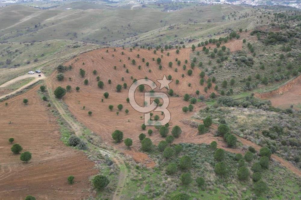 SEFERİHİSAR ULAMIŞTA 409 DÖNÜM FISTIK ÇAMI ARAZİSİ TAHSİS DEVRİ