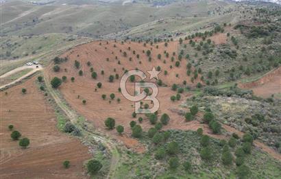 SEFERİHİSAR ULAMIŞTA 409 DÖNÜM FISTIK ÇAMI ARAZİSİ TAHSİS DEVRİ