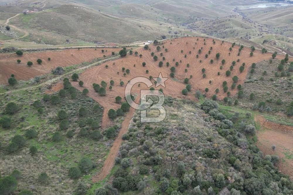 SEFERİHİSAR ULAMIŞTA 409 DÖNÜM FISTIK ÇAMI ARAZİSİ TAHSİS DEVRİ