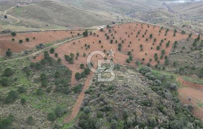 SEFERİHİSAR ULAMIŞTA 409 DÖNÜM FISTIK ÇAMI ARAZİSİ TAHSİS DEVRİ