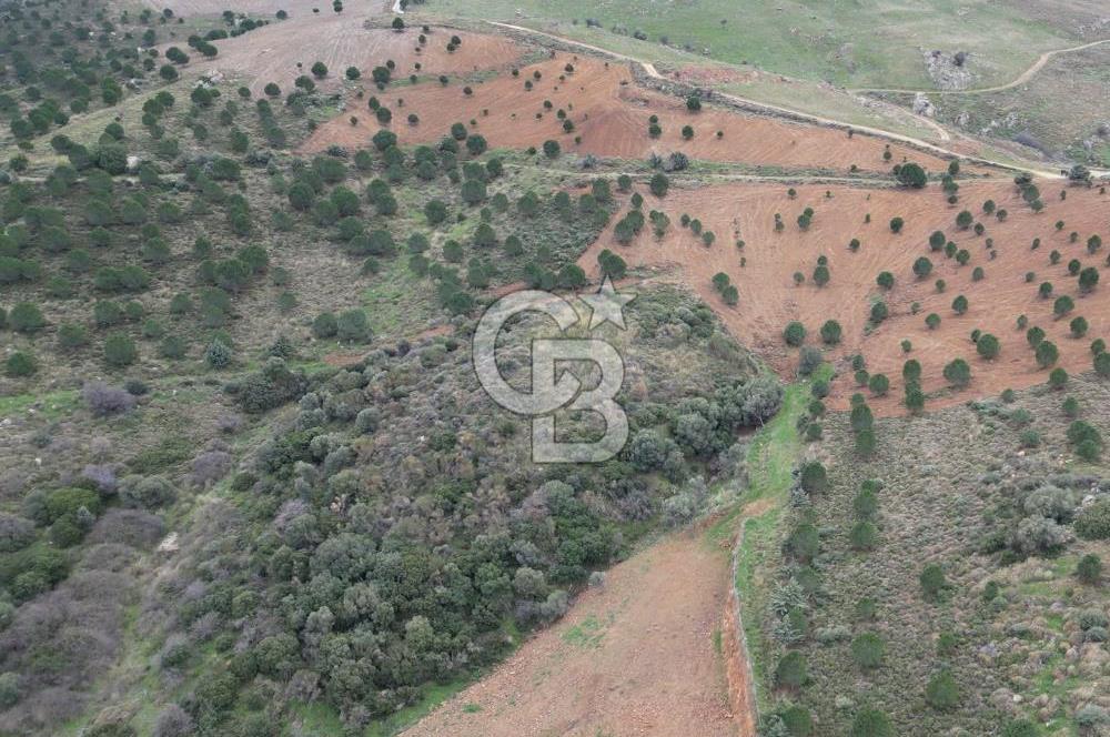 SEFERİHİSAR ULAMIŞTA 409 DÖNÜM FISTIK ÇAMI ARAZİSİ TAHSİS DEVRİ