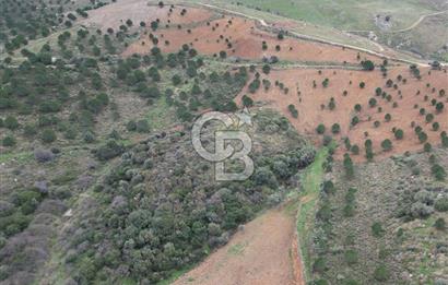 SEFERİHİSAR ULAMIŞTA 409 DÖNÜM FISTIK ÇAMI ARAZİSİ TAHSİS DEVRİ