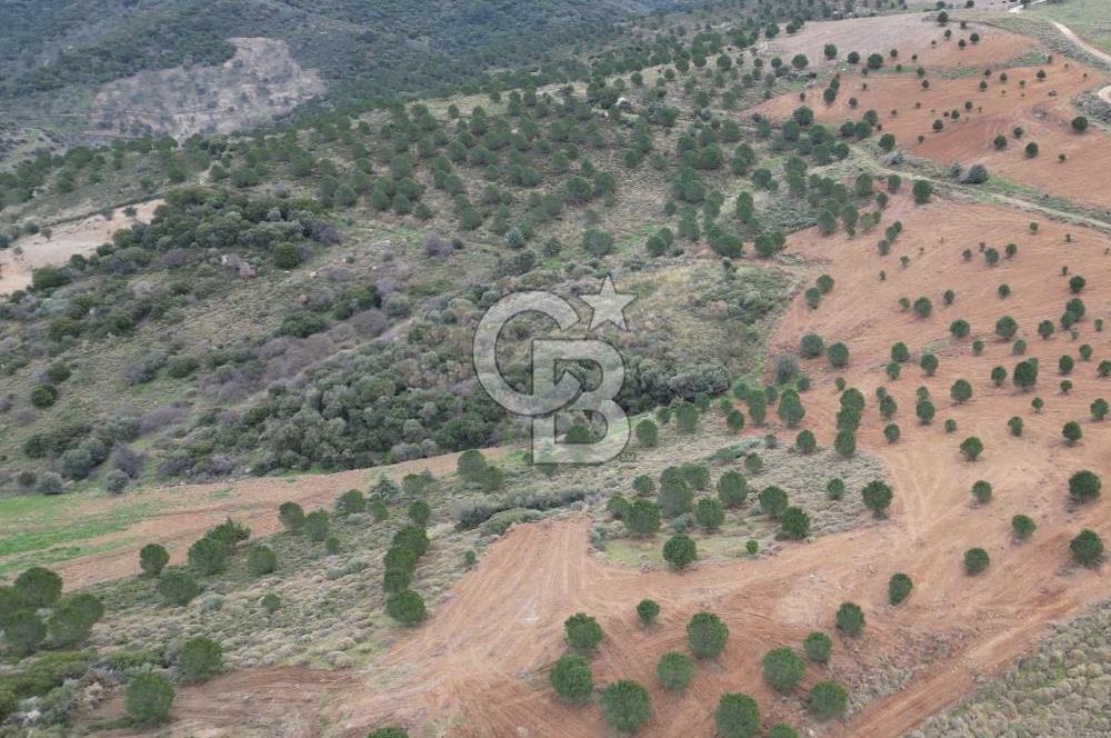 SEFERİHİSAR ULAMIŞTA 409 DÖNÜM FISTIK ÇAMI ARAZİSİ TAHSİS DEVRİ