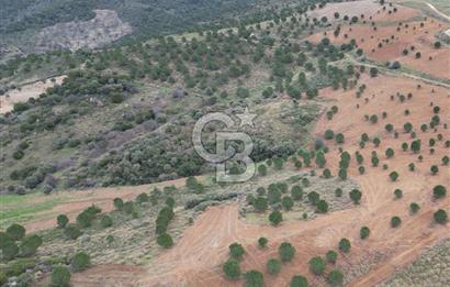 SEFERİHİSAR ULAMIŞTA 409 DÖNÜM FISTIK ÇAMI ARAZİSİ TAHSİS DEVRİ