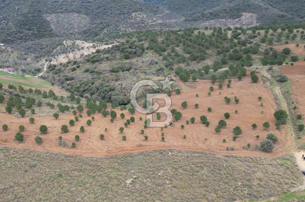 SEFERİHİSAR ULAMIŞTA 409 DÖNÜM FISTIK ÇAMI ARAZİSİ TAHSİS DEVRİ