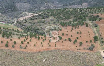 SEFERİHİSAR ULAMIŞTA 409 DÖNÜM FISTIK ÇAMI ARAZİSİ TAHSİS DEVRİ