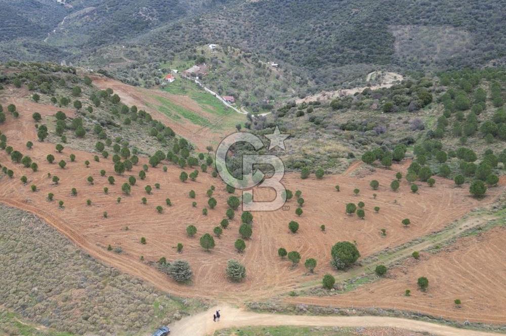 SEFERİHİSAR ULAMIŞTA 409 DÖNÜM FISTIK ÇAMI ARAZİSİ TAHSİS DEVRİ