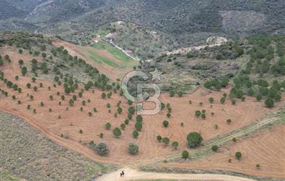 SEFERİHİSAR ULAMIŞTA 409 DÖNÜM FISTIK ÇAMI ARAZİSİ TAHSİS DEVRİ