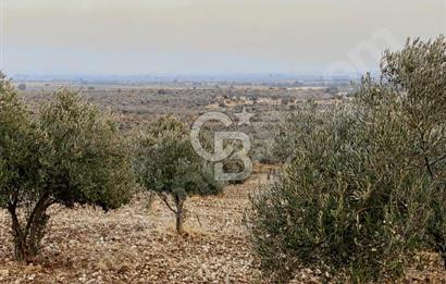 Menemen Türkelli Paşalar'da 910 m² Yatırımlık Tarla