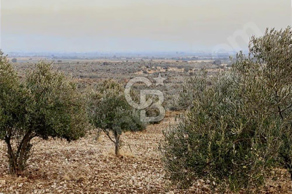 Menemen Türkelli Paşalar'da 910 m² Yatırımlık Tarla