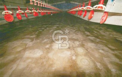 CB OPİA'DAN " ÇALIŞIR DURUMDA FULL OTOMASYON TAVUK ÇİFTLİĞİ "