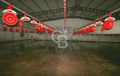 CB OPİA'DAN " ÇALIŞIR DURUMDA FULL OTOMASYON TAVUK ÇİFTLİĞİ "