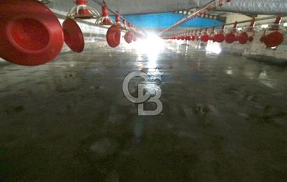 CB OPİA'DAN " ÇALIŞIR DURUMDA FULL OTOMASYON TAVUK ÇİFTLİĞİ "