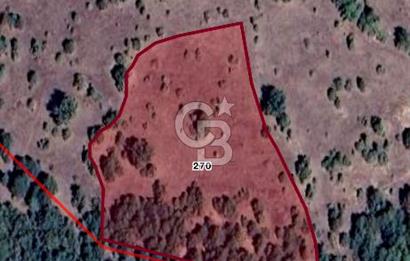 CB CITY'DEN YUKARI KALABAK KÖY'ÜNDE SATILIK TARLA