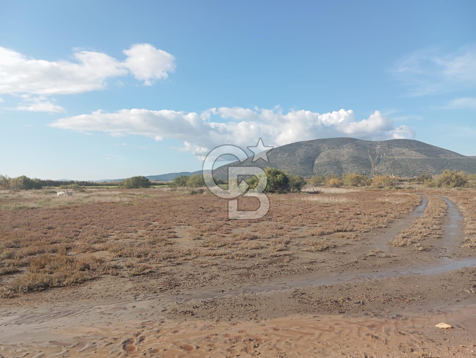 Milas Savran Yatırımlık Uygun Arazi