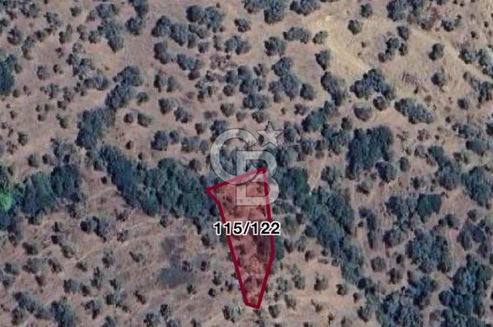 İZMİR BAYINDIR GAZİLERDE SATILIK ZEYTİNLİK | YATIRIMA UYGUN