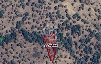 İZMİR BAYINDIR GAZİLERDE SATILIK ZEYTİNLİK | YATIRIMA UYGUN