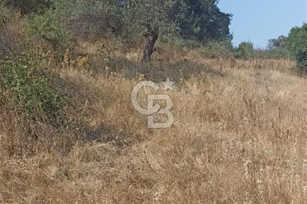 Bergama merkeze yakin baraja cephe 26,5 donum arazi