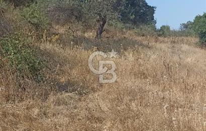 Bergama merkeze yakin baraja cephe 26,5 donum arazi