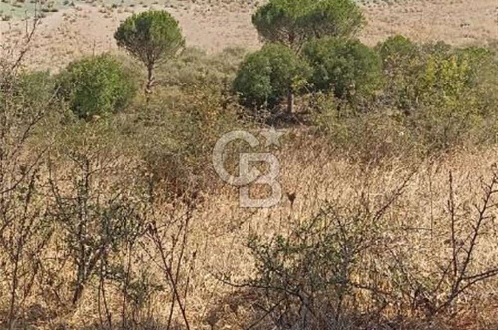 Bergama merkeze yakin baraja cephe 26,5 donum arazi