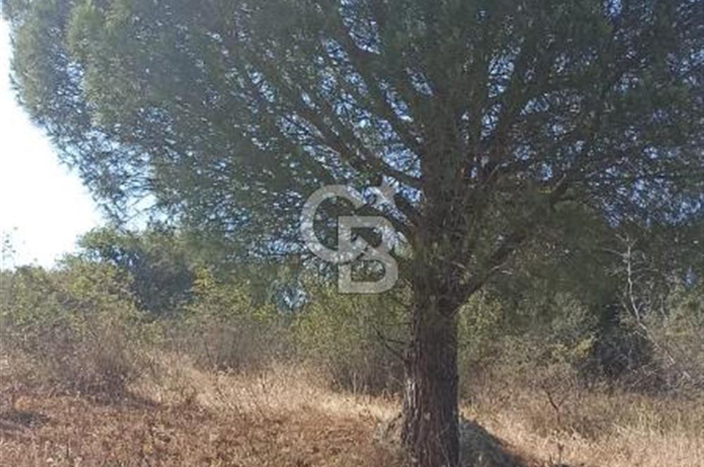 Bergama merkeze yakin baraja cephe 26,5 donum arazi