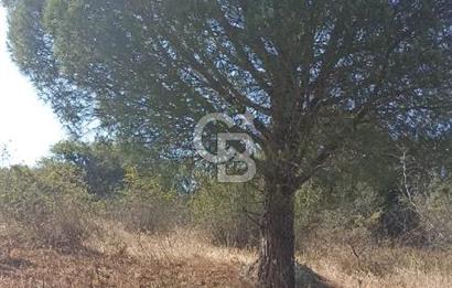 Bergama merkeze yakin baraja cephe 26,5 donum arazi