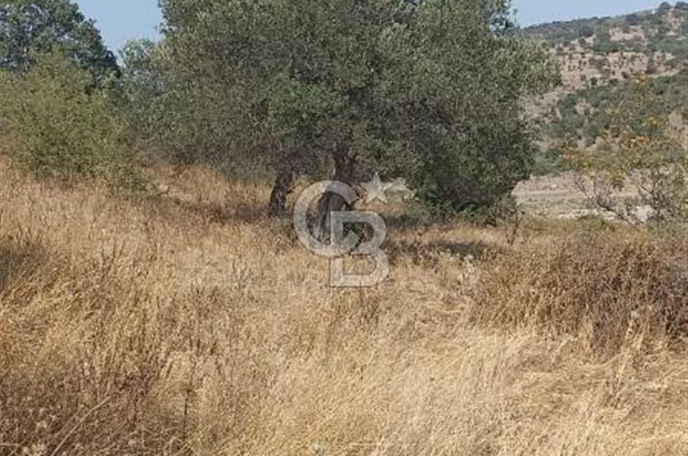 Bergama merkeze yakin baraja cephe 26,5 donum arazi