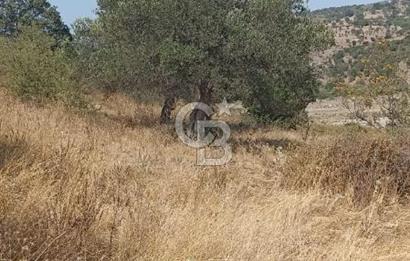 Bergama merkeze yakin baraja cephe 26,5 donum arazi