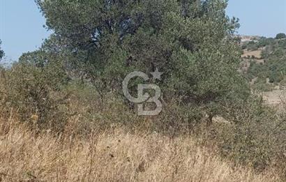 Bergama merkeze yakin baraja cephe 26,5 donum arazi