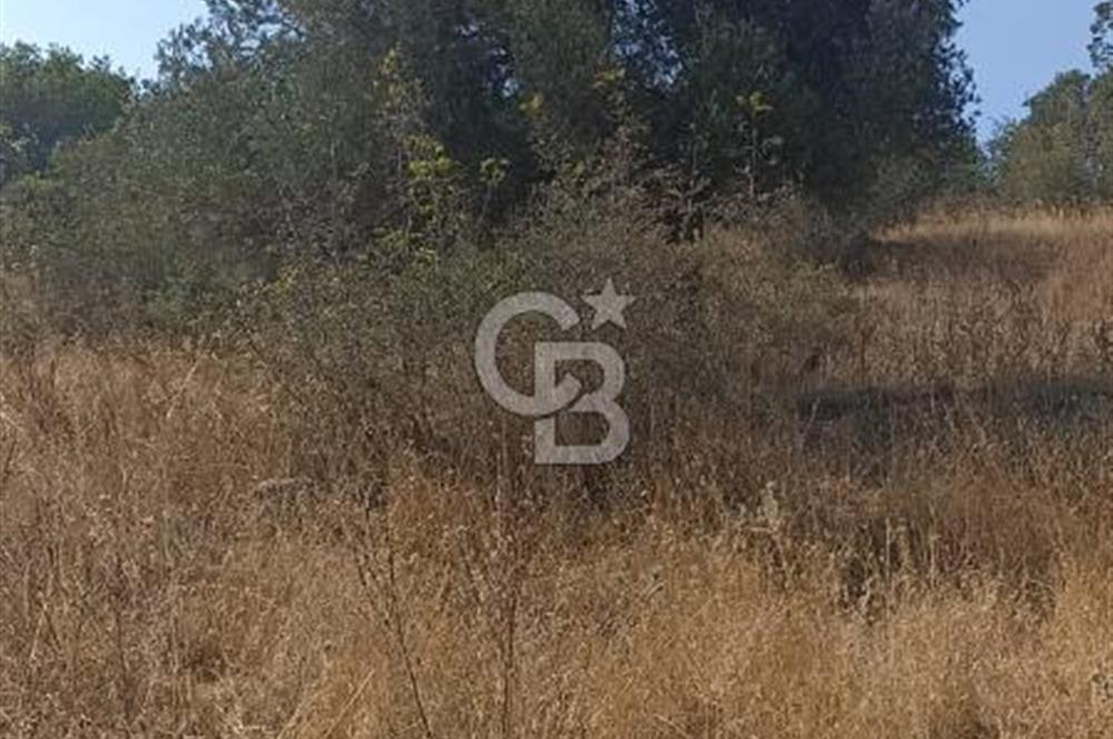 Bergama merkeze yakin baraja cephe 26,5 donum arazi