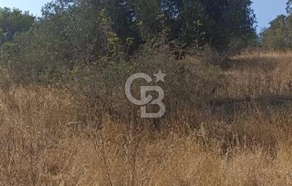 Bergama merkeze yakin baraja cephe 26,5 donum arazi