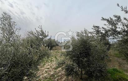 AKKÖY MH. 1034M² SATILIK ZEYTİNLİK
