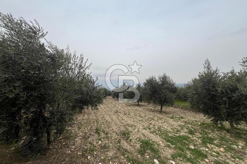 AKKÖY MH. 1034M² SATILIK ZEYTİNLİK