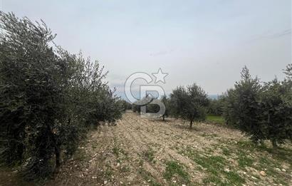AKKÖY MH. 1034M² SATILIK ZEYTİNLİK
