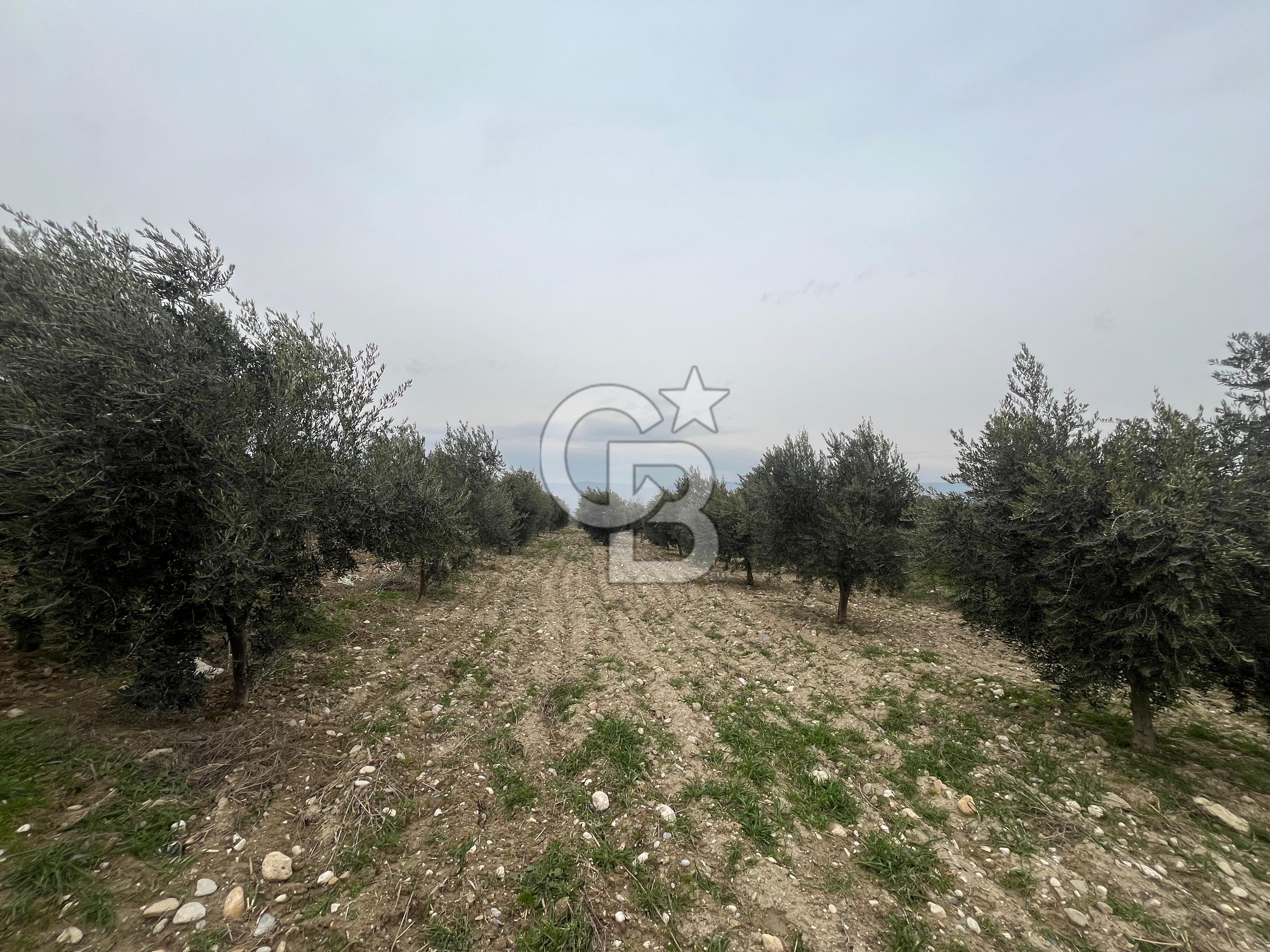 AKKÖY MH. 1034M² SATILIK ZEYTİNLİK