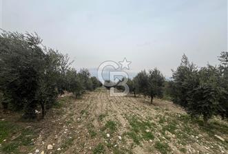 AKKÖY MH. 1034M² SATILIK ZEYTİNLİK - 1 - 331578