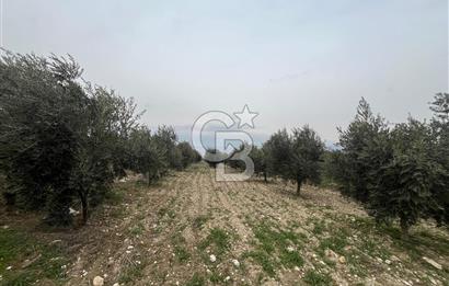 AKKÖY MH. 1034M² SATILIK ZEYTİNLİK