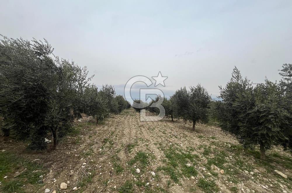 AKKÖY MH. 1034M² SATILIK ZEYTİNLİK