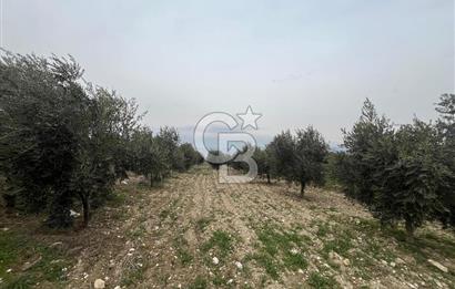 AKKÖY MH. 1034M² SATILIK ZEYTİNLİK