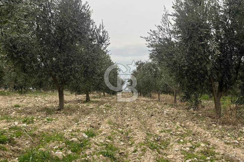 AKKÖY MH. 1034M² SATILIK ZEYTİNLİK