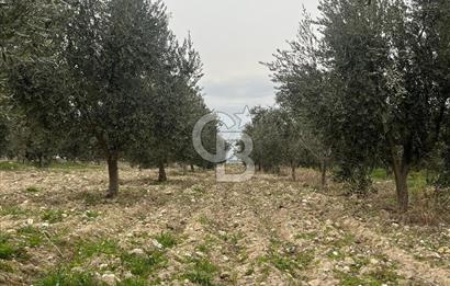 AKKÖY MH. 1034M² SATILIK ZEYTİNLİK