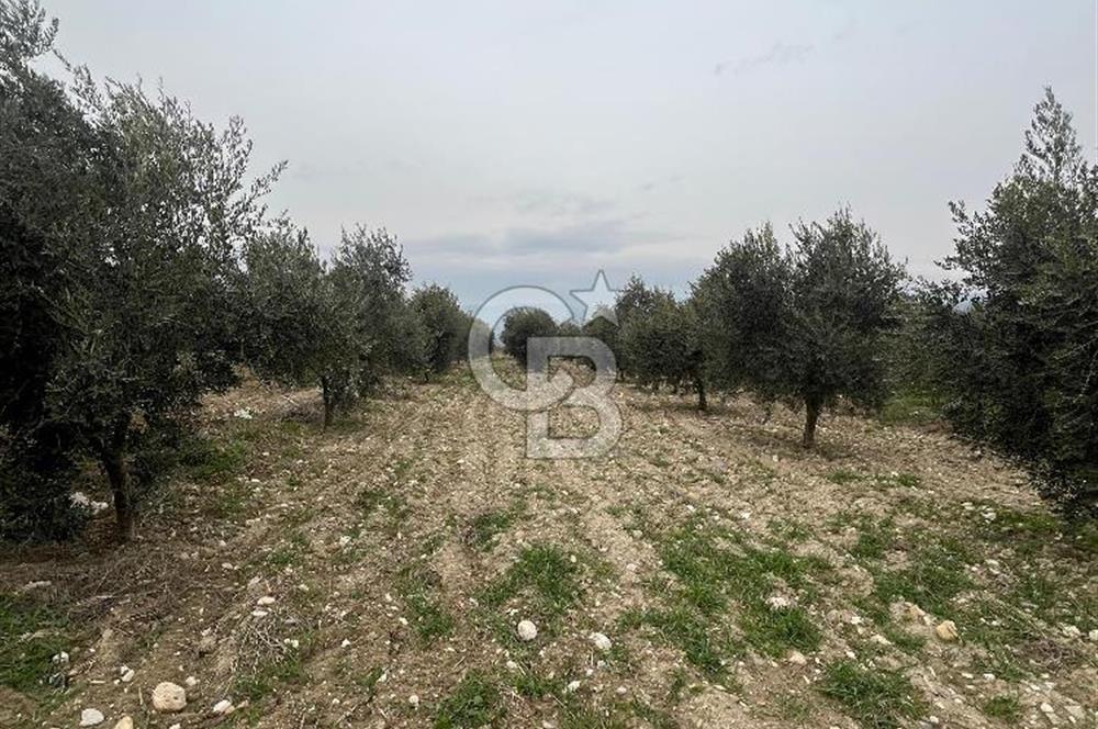 AKKÖY MH. 1034M² SATILIK ZEYTİNLİK