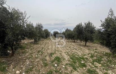 AKKÖY MH. 1034M² SATILIK ZEYTİNLİK