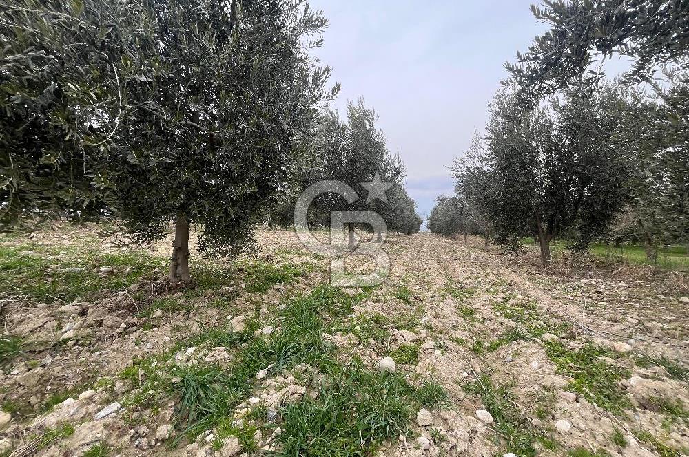 AKKÖY MH. 1034M² SATILIK ZEYTİNLİK