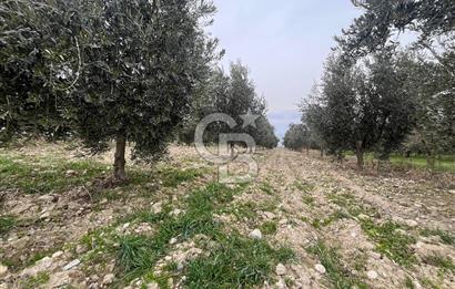 AKKÖY MH. 1034M² SATILIK ZEYTİNLİK