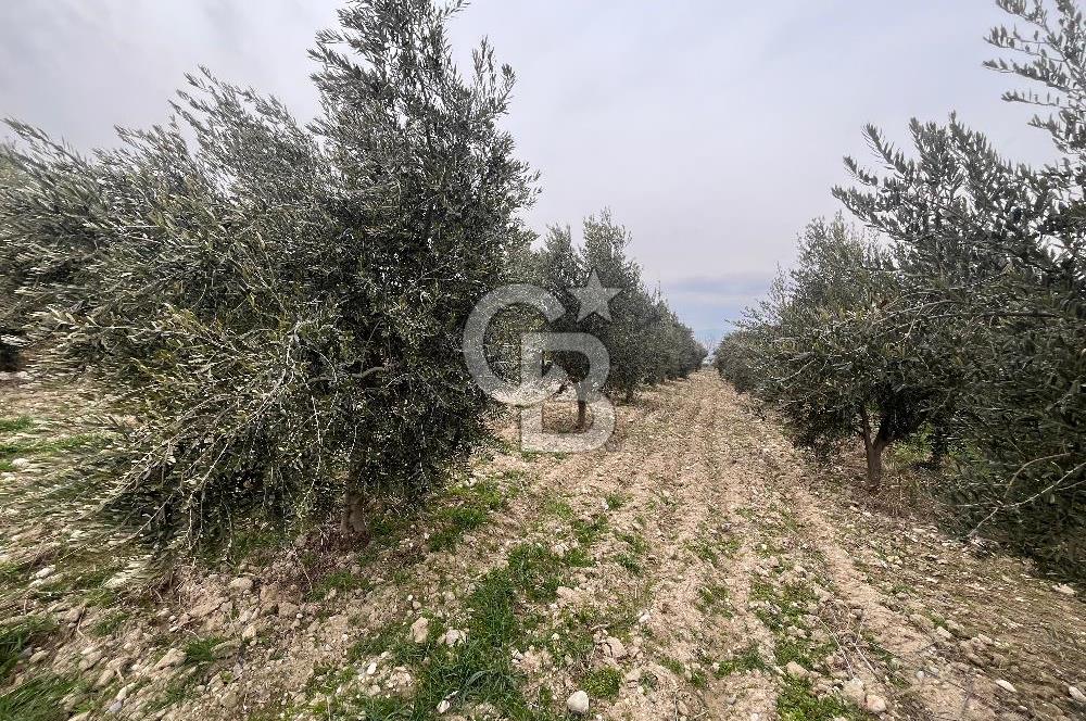 AKKÖY MH. 1034M² SATILIK ZEYTİNLİK