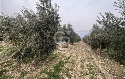 AKKÖY MH. 1034M² SATILIK ZEYTİNLİK